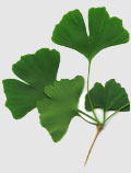 gingko biloba