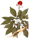 panax ginseng